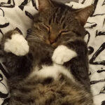 Tierheim Essen goes Smartphone – Essen