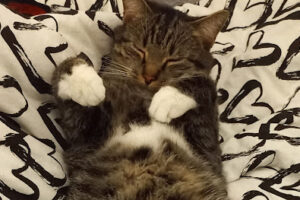 Tierheim Essen goes Smartphone – Essen