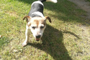 Tierschutz Aurich e.V. und Tierheim – Aurich