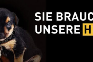 VIER PFOTEN – Stiftung für Tierschutz – Hamburg