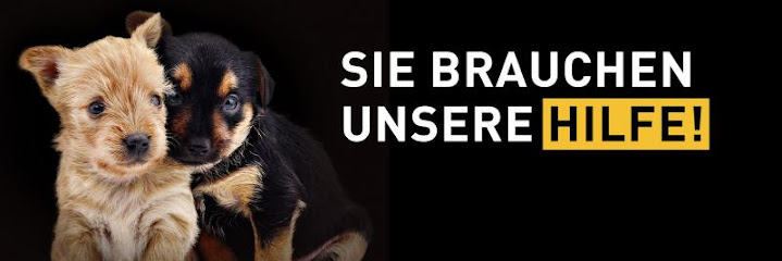 VIER PFOTEN - Stiftung für Tierschutz - Hamburg 1 AF1QipMlFyKw0ZhI20NXrJH8Gd72inmeNVdHos54GExBw719 h240 k no