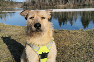 Vilshofener Hunderettung und Tiertafel e.V. – Haarbach