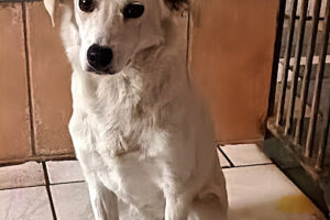 Tierhilfe Ludwigshafen – Ludwigshafen am Rhein