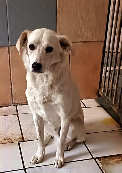 Tierpension Eisenhüttenstadt e.V. - Eisenhüttenstadt 1 AF1QipP0py3Mbrt1kRJm0Tq2AvlZYfkwLreFARkgdIDAw408 h576 k no