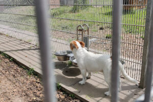 Tierschutzverein Heilbronn und Umgebung e.V. – Heilbronn