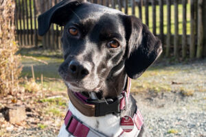 Pfotenhilfe Sachsen eV – Chemnitz